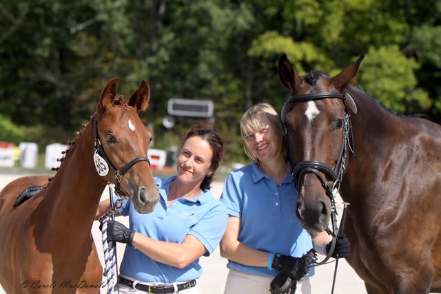 Always a positive experience, horses relaxing ringside at NEDA Fall.