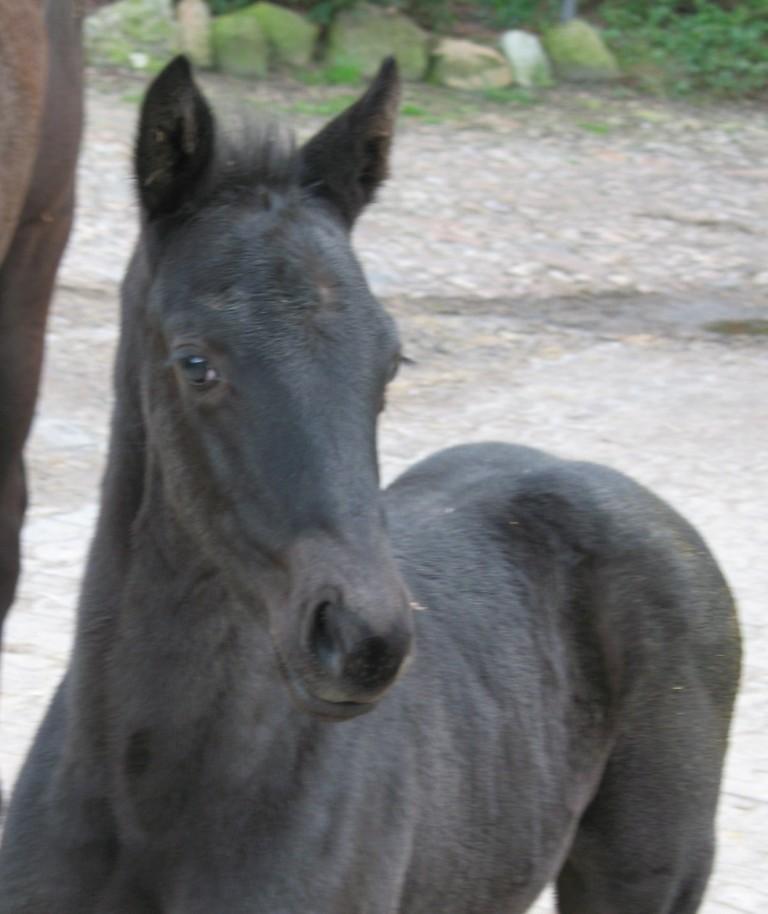 Kadence HM (Kaiserdom) a few days old.