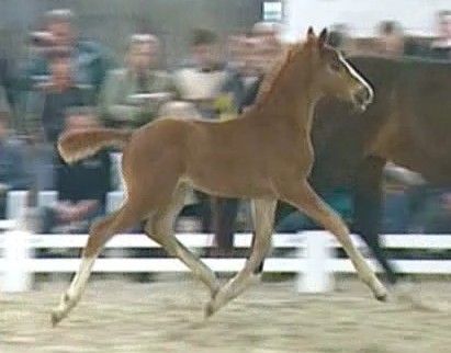 Legendary HM Champion in Germany