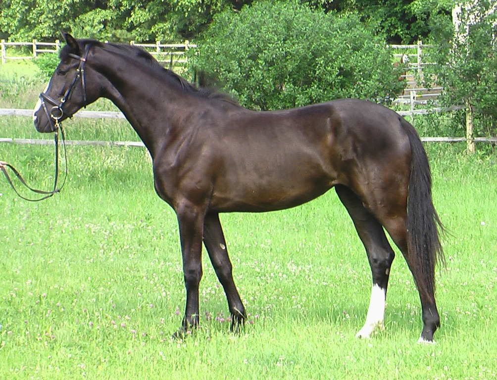Reminisce HM - USDF Horse of the Year, photo at 2 years old