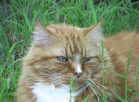 Rajah Mainecoon cat