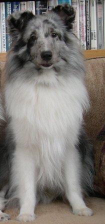 Tyler sheltie